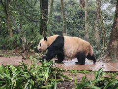 -中国大熊猫保护研究中心雅安碧峰峡基地