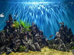 -海合安武汉极地海洋公园