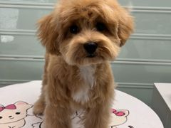 -FAELING PETS美天灵宠物(合生汇店)