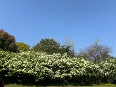 -上海滨江森林公园