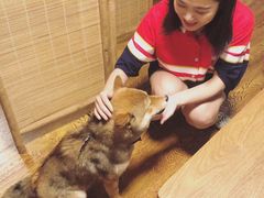 -柴务处·柴犬主题狗咖