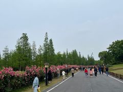 -习家池