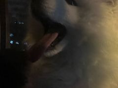 -乖乖宠物医院·猫科·骨科·24小时(云岗分院)