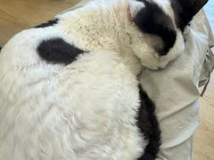 -有喵·猫咖·狗咖·30几只猫10只小狗(岗厦店)