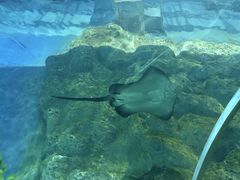 -芜湖新华联大白鲸海洋公园