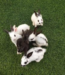 点击看大图 -萌宠亲子动物乐园(槐房万达店)