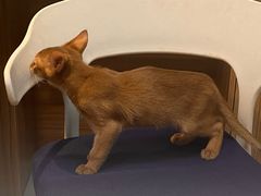 -御宝贝·A梦猫科宠物医院(国际猫友好医院)