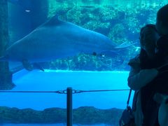 -珠海横琴长隆《卡卡虎奇遇记》