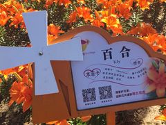 -荷兰花海