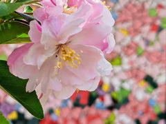 -海棠花溪(元大都城垣遗址公园)