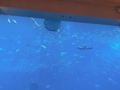 -迪拜水族馆及水下动物园