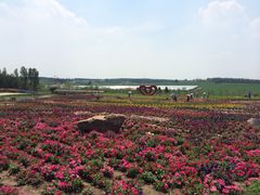 -北纬44度·金珠花海休闲农业旅游景区