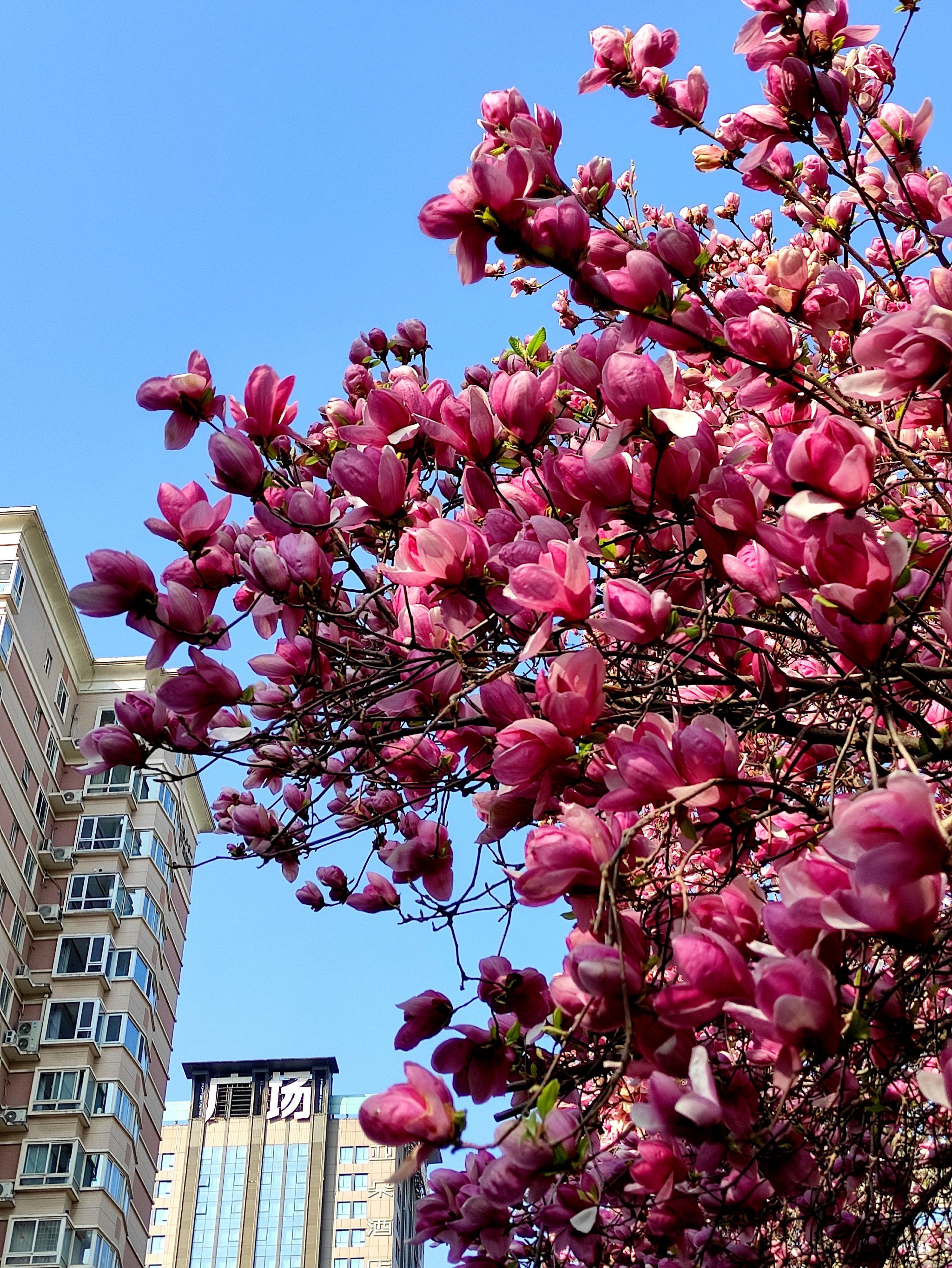 西安的玉兰圣地