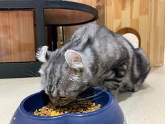 -藏猫猫咖啡主题馆(中央大道店)