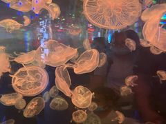 -石家庄海洋公园