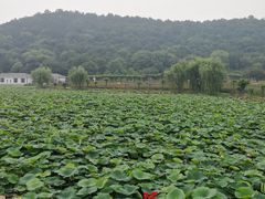 -龙寺生态园