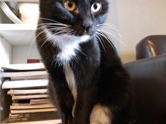 -猫小院猫主题咖啡厅(北锣店)
