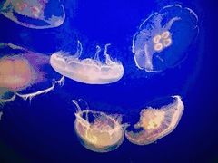 -太平洋海底世界