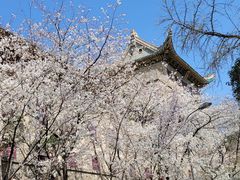 -武汉大学-樱园