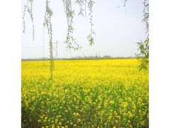 -兰陵国家农业公园