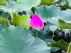 -上海市保健医疗中心