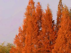 -白鹭湾湿地公园