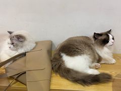 -Heymao猫咖.咖啡厅(东门店)