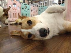 -柯斗斗主题餐厅·狗咖·围炉煮茶·茶饮(国瑞升平里店)