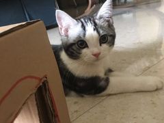 -猫大福·Fortune Cat猫舍(百子湾店)