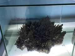 -河南自然博物馆