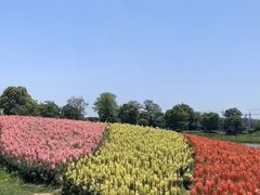 -径山花海