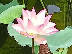 -荔湾湖公园