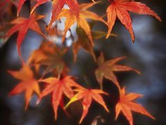-中国茶叶博物馆(双峰馆区)