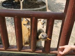 -无锡动物园·太湖欢乐园