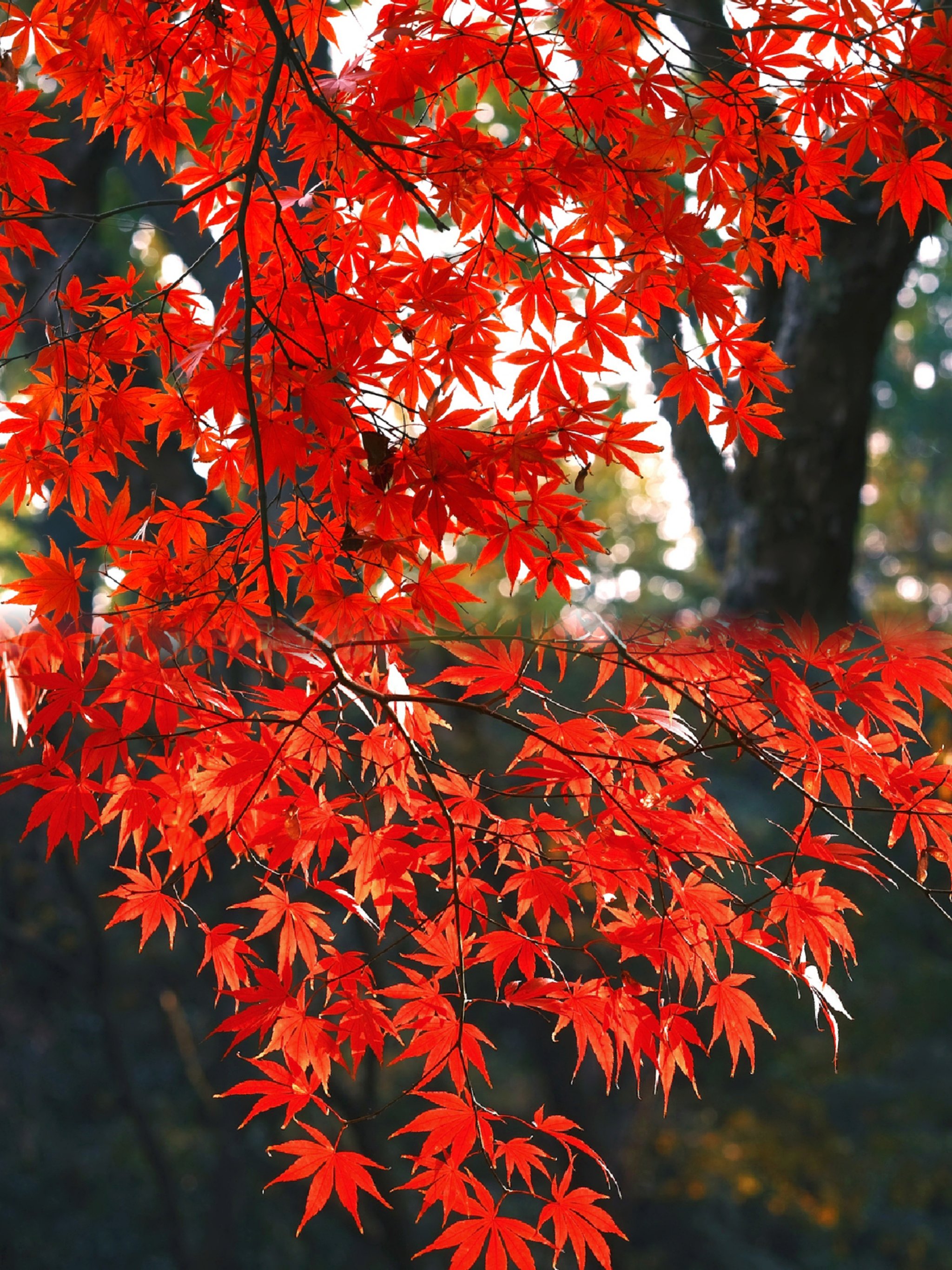 岳麓山枫叶图片