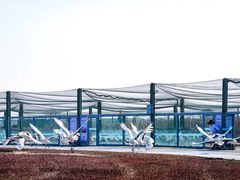 -盐城丹顶鹤湿地生态旅游区