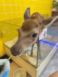 -神奇动物撸宠馆·羊驼·小浣熊·异宠(豫园店)