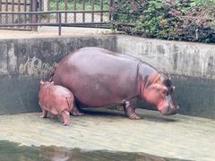 -合肥野生动物园