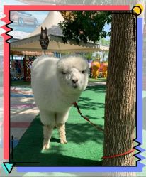 -萌宠亲子动物乐园(槐房万达店)