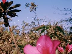 -江西阳明山国家森林公园