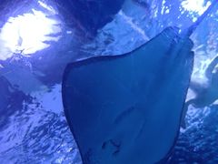 -太平洋海底世界