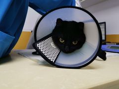 -美联众合动物医院(·中兽医·疑难杂症·严家桥分院)