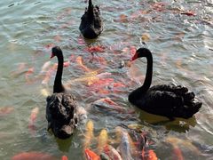 -春晖园度假酒店温泉