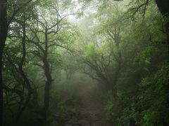 -阳台山自然风景区
