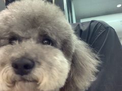 -达爱动物医院·犬猫分区·CT·复杂眼科(远洋山水分院)