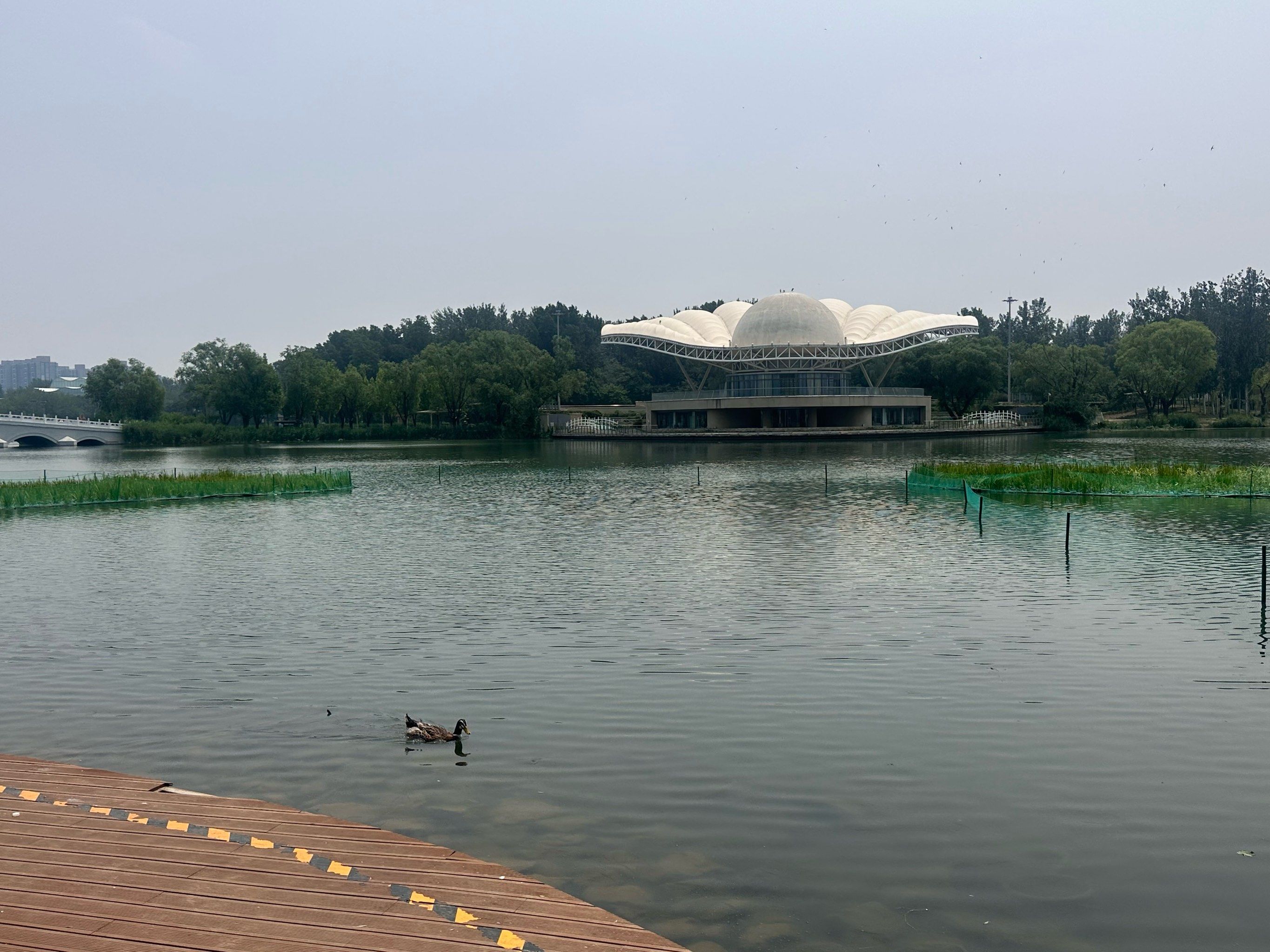 天天领红包朝阳公园天鹅湖,景色宜人,湖光潋滟.