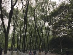 -柳浪闻莺公园