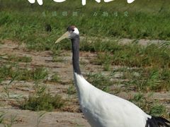 -盐城丹顶鹤湿地生态旅游区