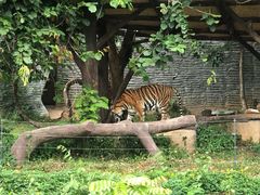 -清迈夜间动物园