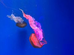 -海合安成都极地海洋公园